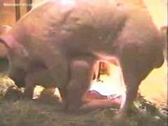 Insatiable pig unbelievably bangs its fuck hungry owner